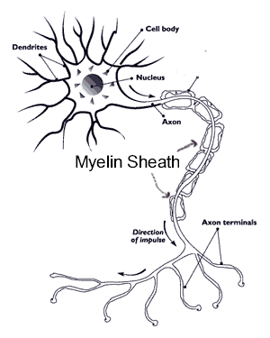 nerve and myelin sheath