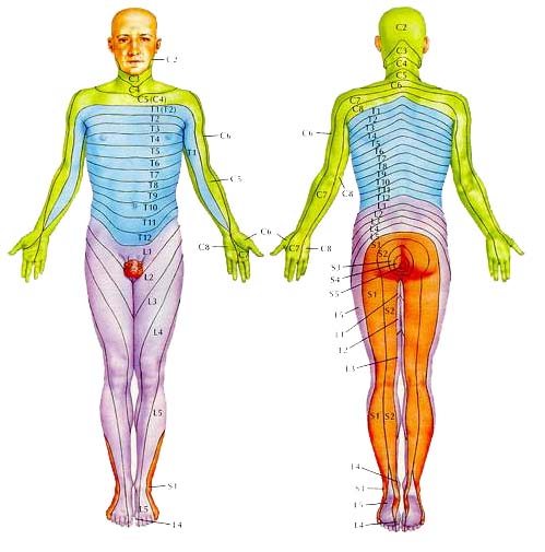 nerve and spinal nerve areas